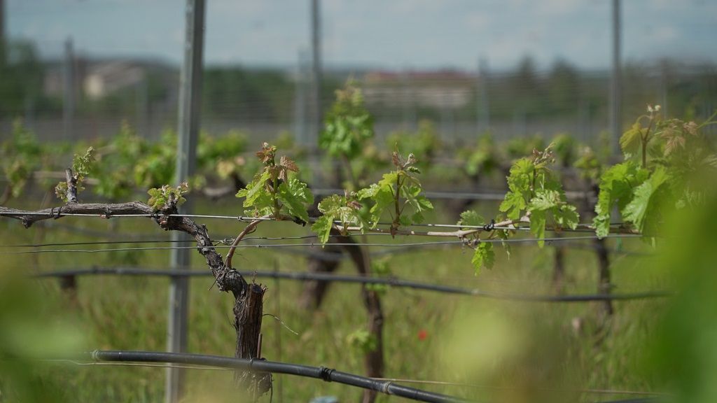 Mejor para viajar a Ribra del Duero
