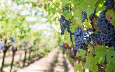 Vendimia en Ribera del Duero: bodegas, experiencias y alojamientos únicos de enoturismo