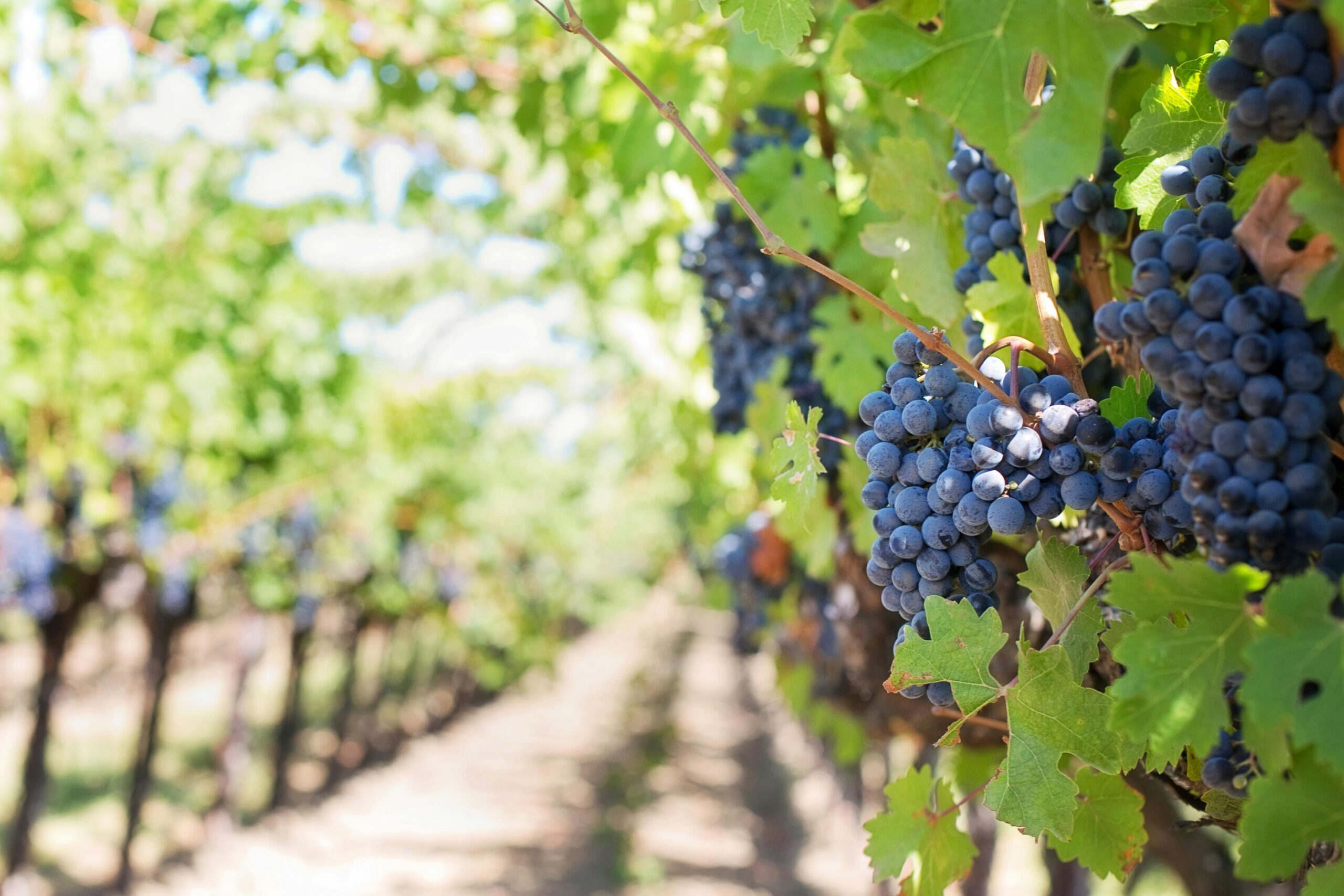 Racimos de uvas tintas maduras colgando en viñedos bañados por el sol durante la vendimia en Ribera del Duero